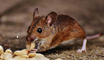 24 Hour & Emergency Exterminators in Whitehouse Station, NJ